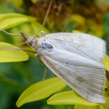 Moth - Pearl - Pale Straw