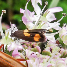 Moth - Pammene Aurana
