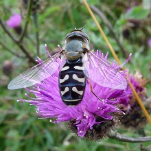 Hoverfly - Pied