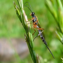 Wasp - Pimpla Rufipes