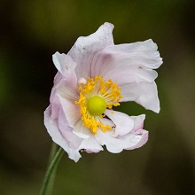 Anemone - Pink
