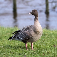 Pink-footed Goose