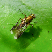 Fly - Poecilobothrus Nobilitatus