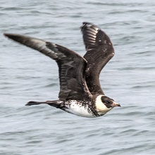 Skua - Pomarine