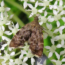 Moth - Prochoreutis Sehestediana