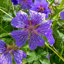 Cranesbill - Purple