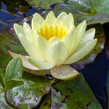 Lily - Water - Pygmy