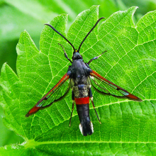 Moth - Red Belted Clearwing
