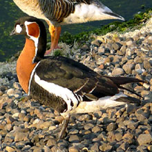 Goose - Red Breasted
