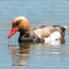 Pochard - Red-crested