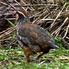 Partridge - Red Legged