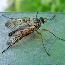Fly - Rhagi Scolopaceus.