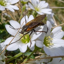 Fly - Rhamphomyia Crassirostris.