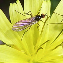 Fly - Rhamphomyia nigripennis
