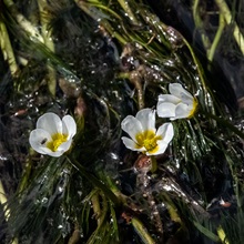 Crowfoot - Water - River
