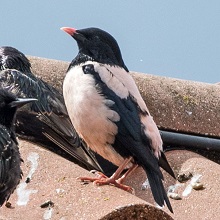 Rosy Starling