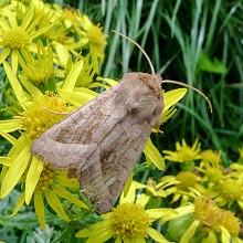 Moth - Rosy Rustic