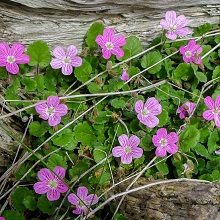 Round-leaved Cranesbill