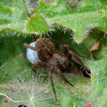 Spider - Wolf Rustic