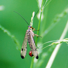Scorpionfly - Common