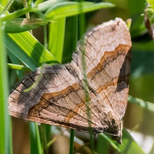Shaded Broad Bar Moth