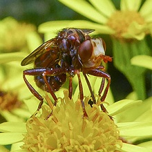 Fly - Sicus Ferrugineus