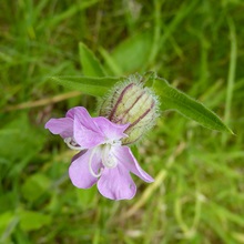 Campion - Silene dioica x Silene latifolia