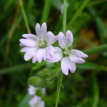 Cranesbill - Small Flowered