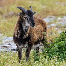 Sheep - Soay