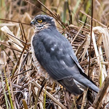 Sparrowhawk
