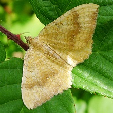 Spinach Moth