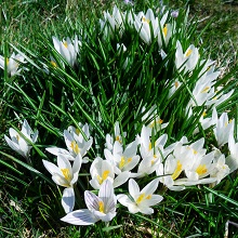 Crocus - Spring