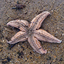 Starfish - Common