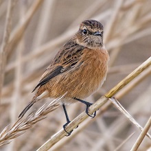 Stonechat