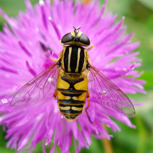 Hoverfly - Sunfly