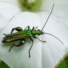 Beetle - Swollen Thighed