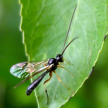Wasp - Syrphoctonus Tarsatorius