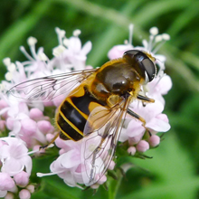 Hoverfly - Syrphus Vitripennis