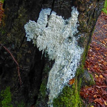 Slime Mould - Tapioca