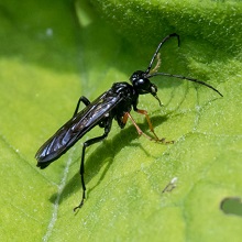 Sawfly - Tenthredopsis Coquebertii