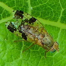 Gall Fly - Tephritis Bardanae