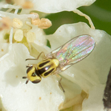Fly - Thaumatomyia Notata