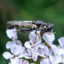 Hoverfly - Thick Thighed