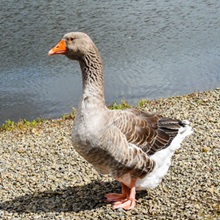 Goose - Toulouse