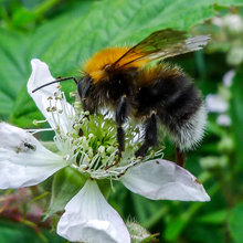 Tree Bumblebee