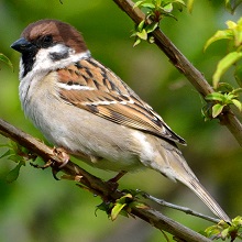 Sparrow - Tree