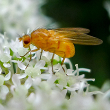 Fly - Tricholauxania Praeusta