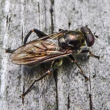 Hoverfly - Tropidia Scita