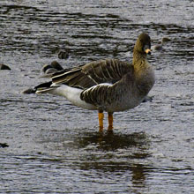 Goose - Tundra Bean