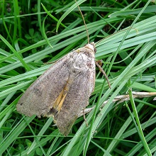 Moth - Uresipheta Gilvata